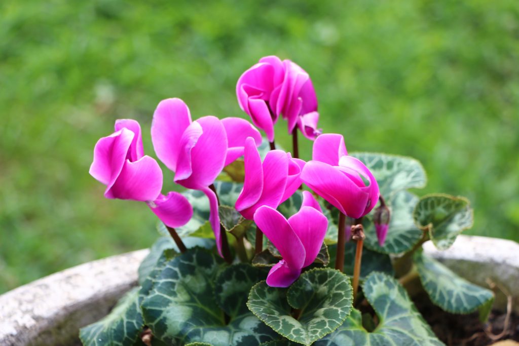 Cyclamen persicum