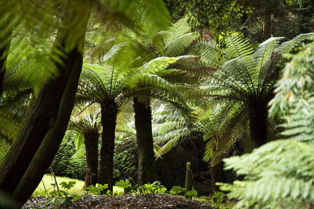 felci arboree 