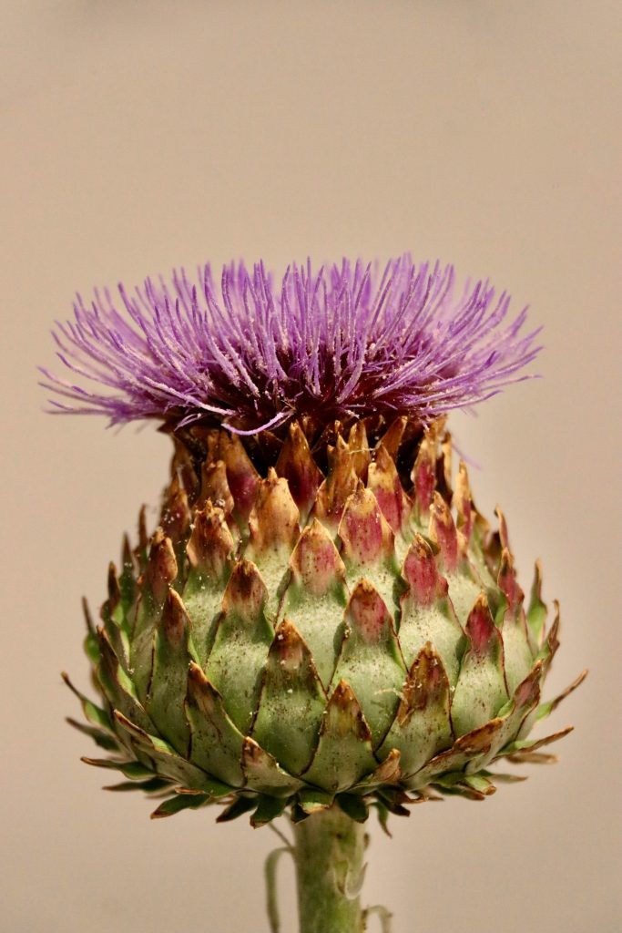 fiore di carciofo