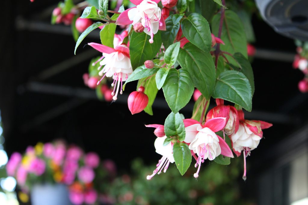 fiori rosa e bianchi di fucsia