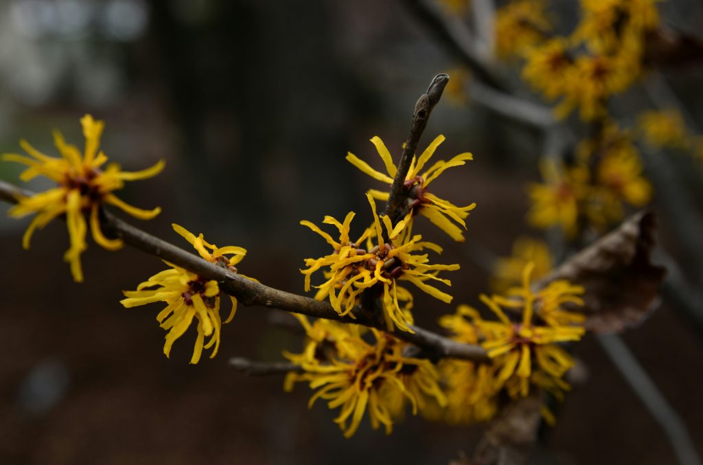 fiori amamelide gialli