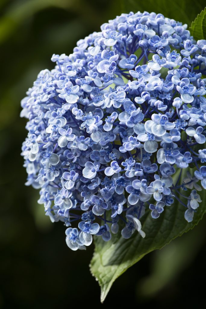 Hydrangea macrophylla 'Ayesha'