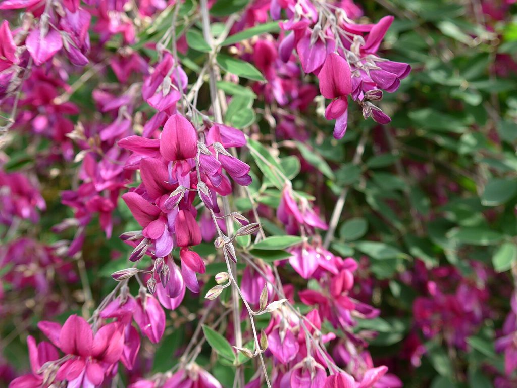 fiori rosa di Lespedeza thunbergii