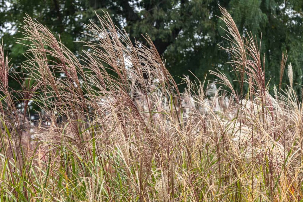 Miscanthus sinensis 'Goliath'