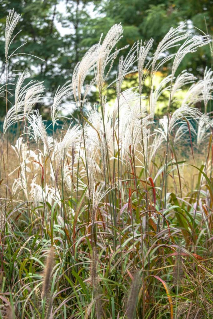 Miscanthus sinensis 'Miki'