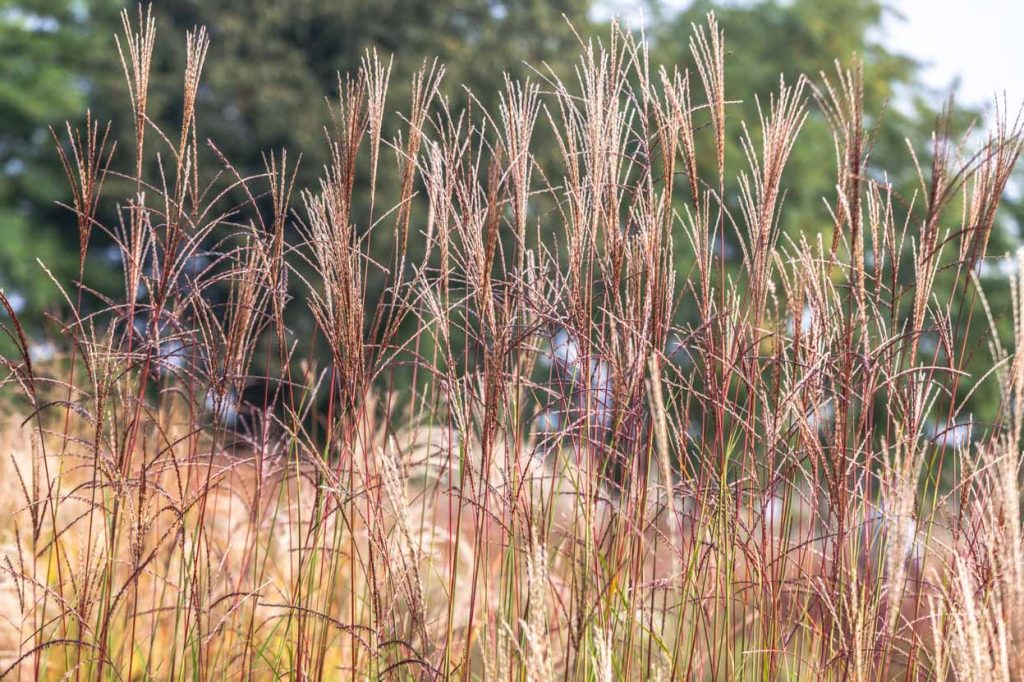 Miscanthus sinensis 'Punktchen'