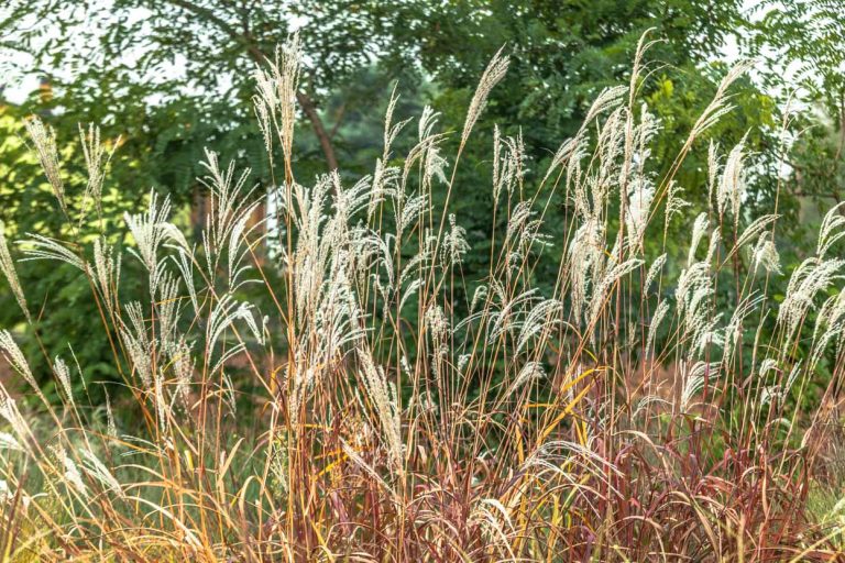 Miscanthus sinensis 'Rosi'