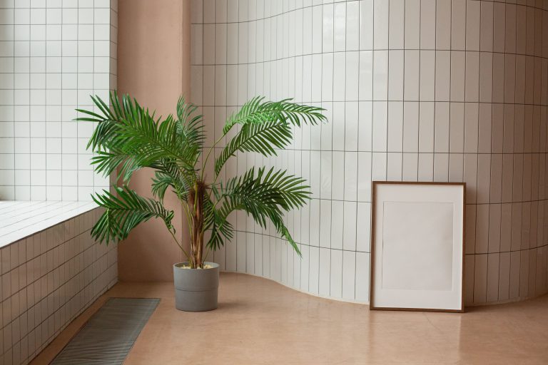 Palme da ombra da interno