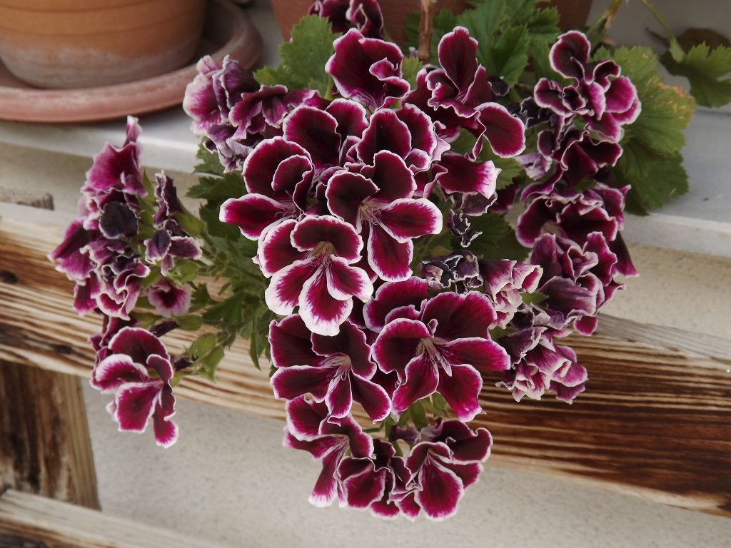 Pelargonium grandiflorum dai fiori color borgogna