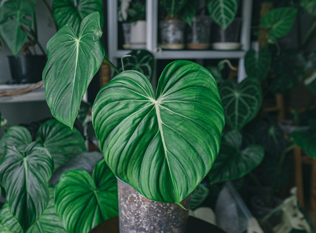 Philodendron gloriosum 