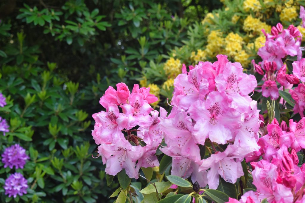 fiori rosa di rododendro