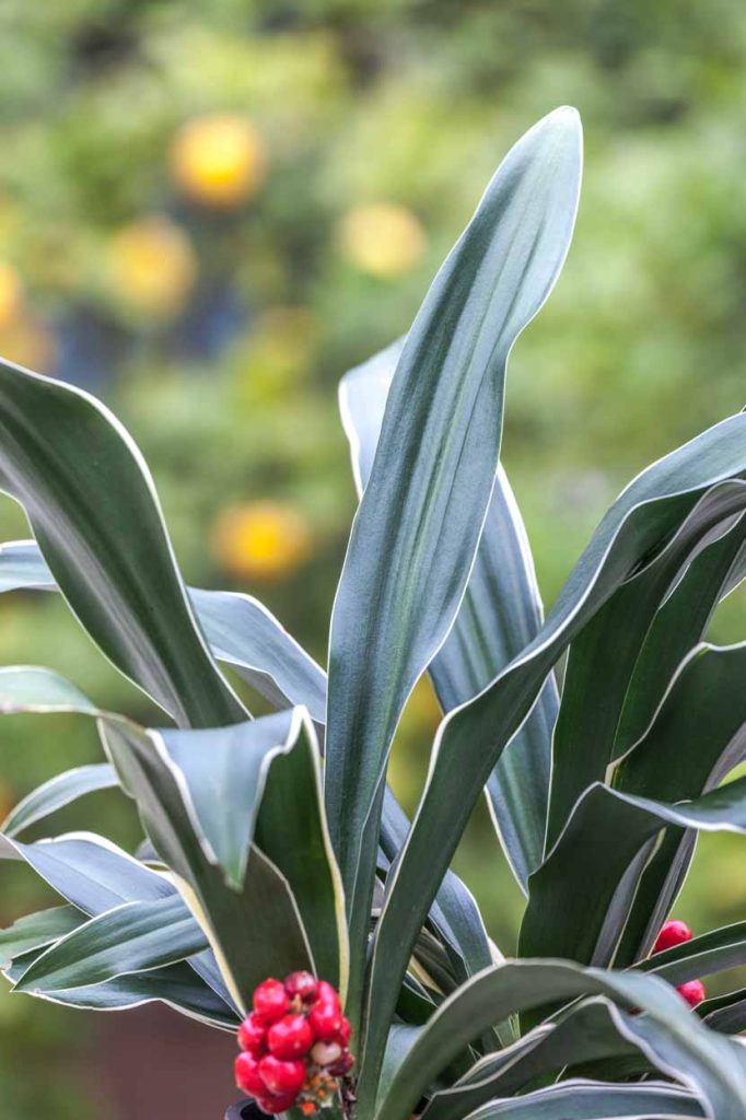 Rohdea japonica 'Herbe'