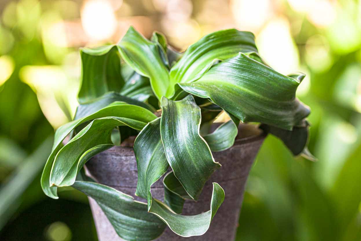 Rohdea japonica 'Itama Jishi'