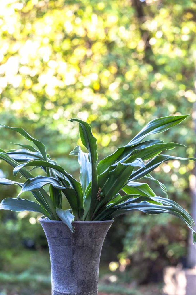 Rohdea japonica 'Tama Jishi'