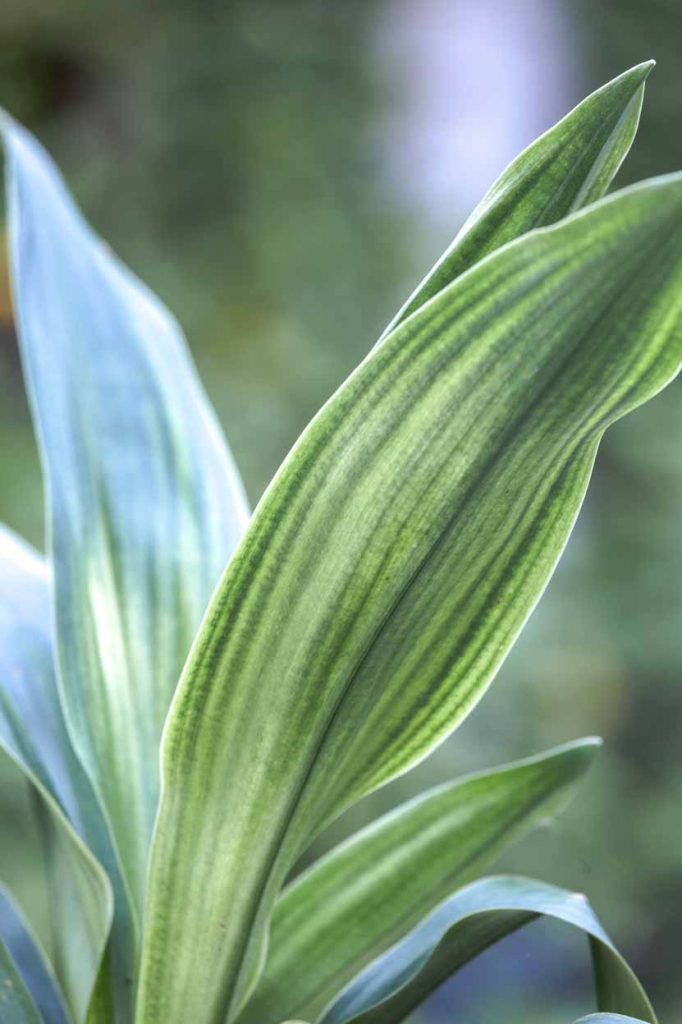 Rohdea japonica 'Tatsumaro'