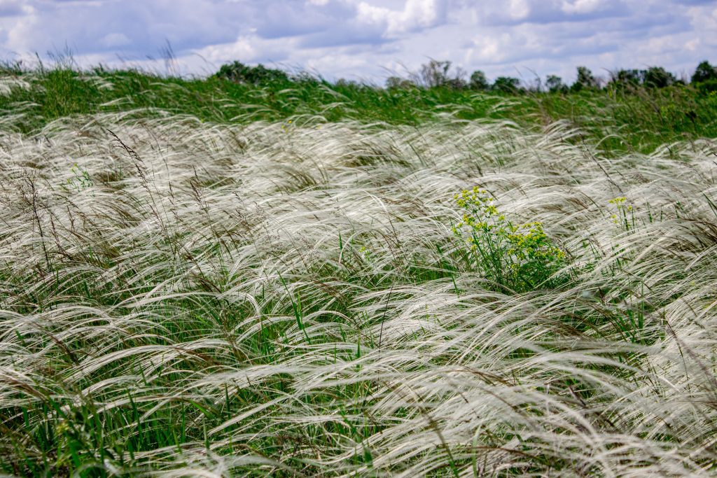 Stipa tenuissima