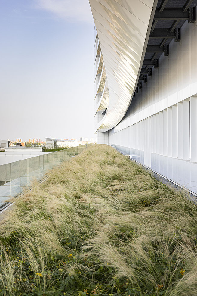 morbida onda di stipa tenuissima