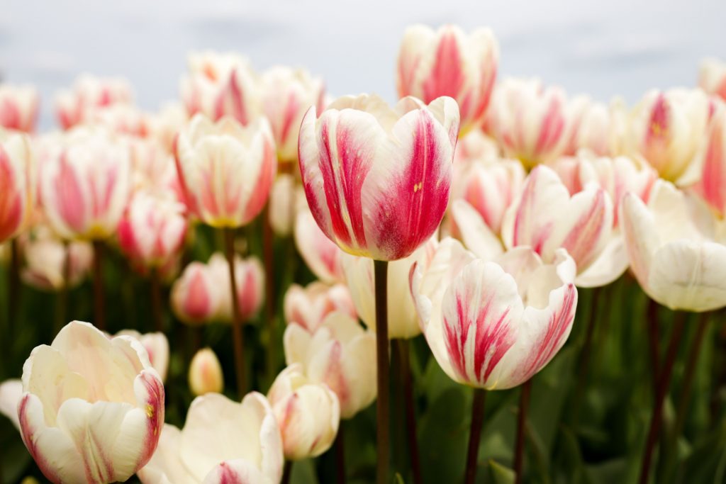 tulipani fiori bianchi e rosa