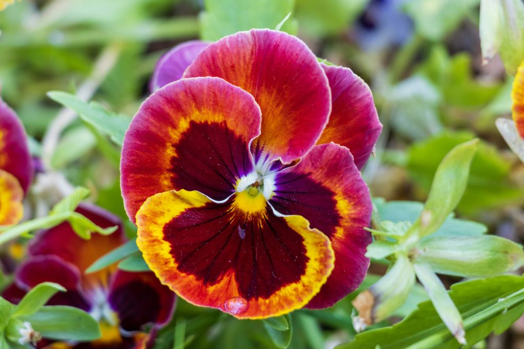 viola del pensiero con petali multicolore