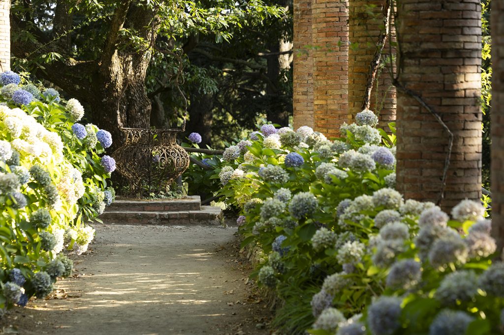 viale delle ortensie Villa Cimbrone