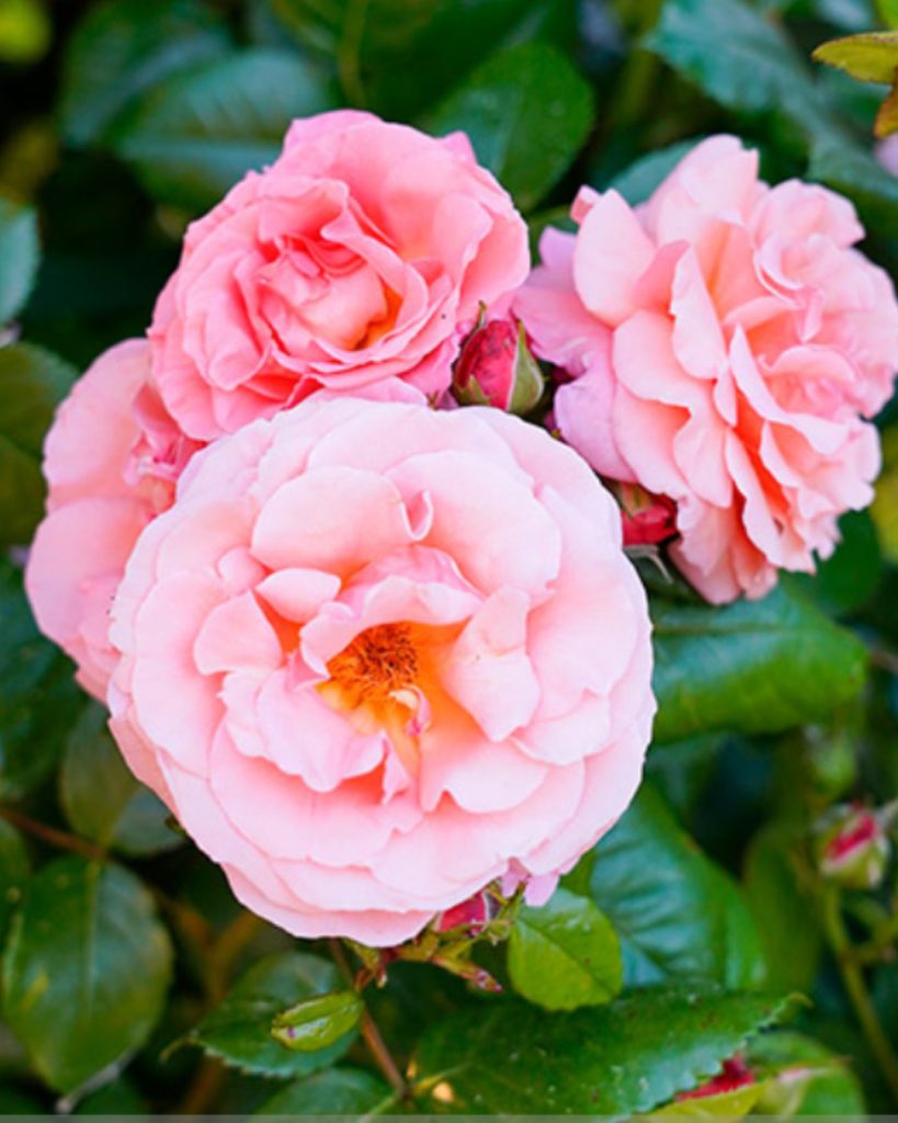 Rosa 'BAR8865'