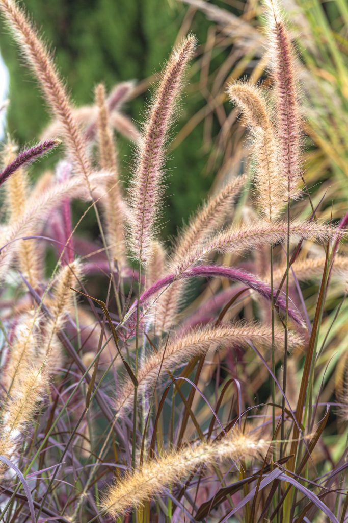 Pennisetum rubrum