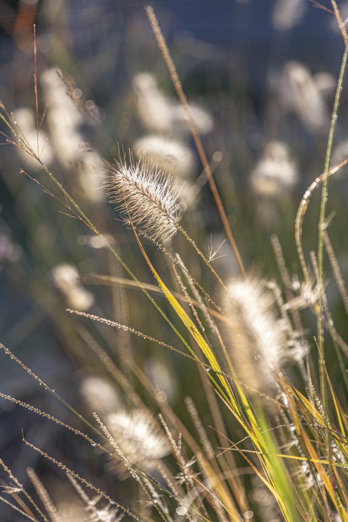 Pennisetum orientalis