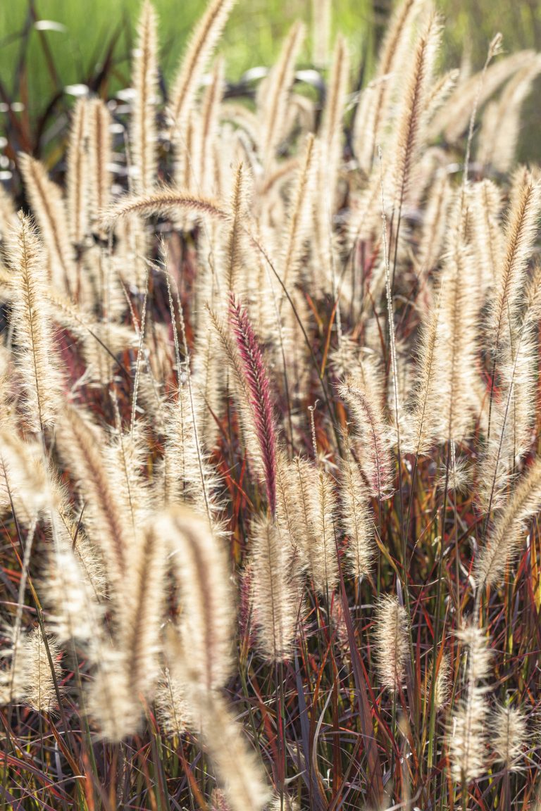 Pennisetum vertigo