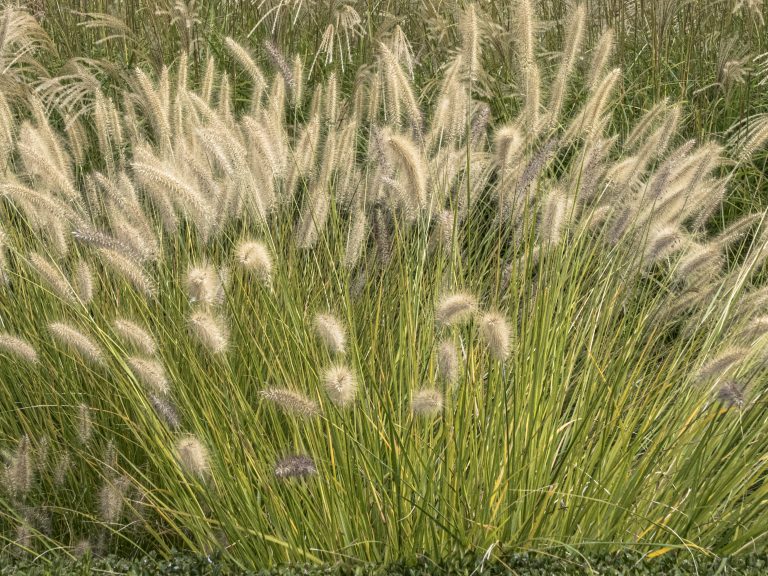 Pennisetum alopecuroides 'cassian choice', Miscanthus sinensi 'silver feather'
