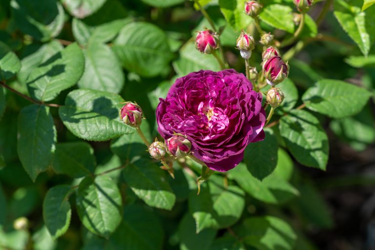 Rosa 'Cardinal de Richelieu'