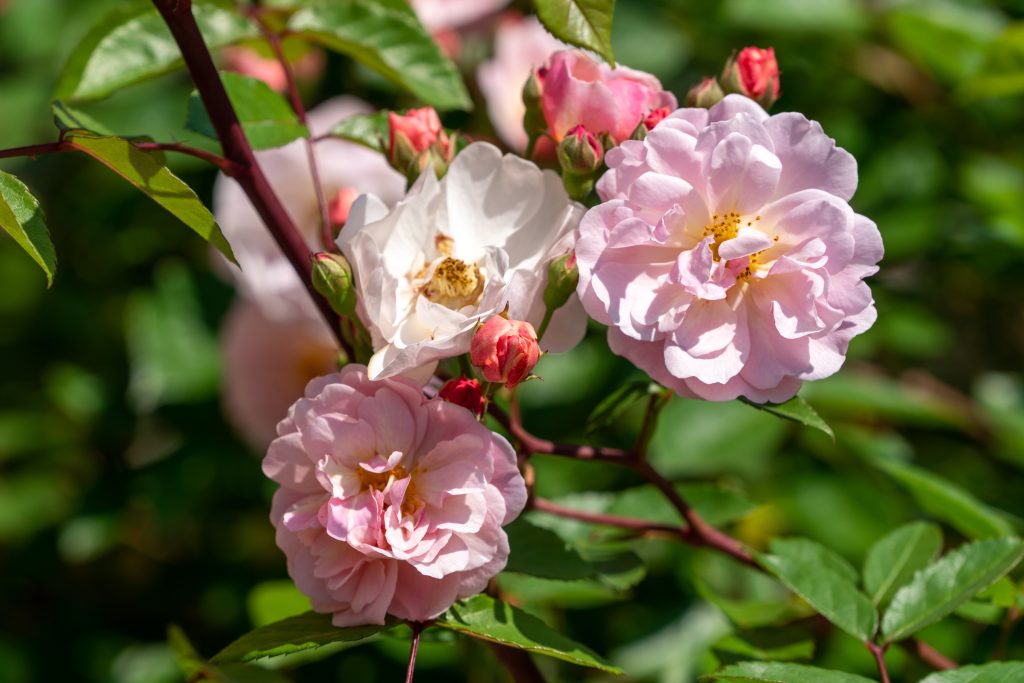 Rosa 'Cornelia'