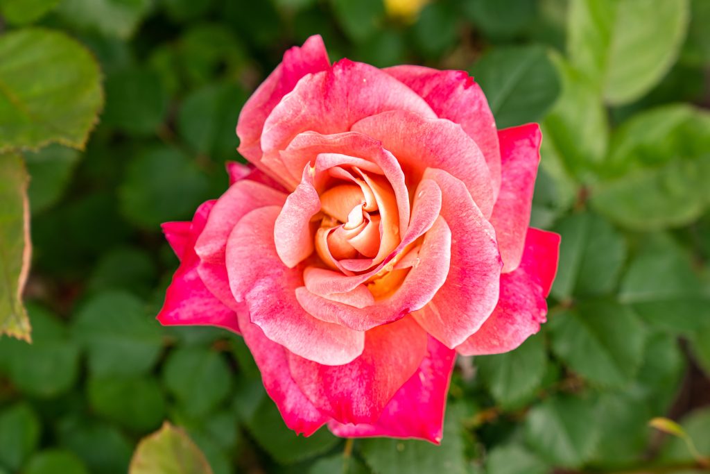 'Rosa di BAM'