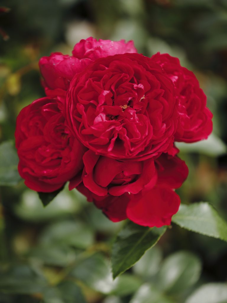 Rosa 'Maestro'