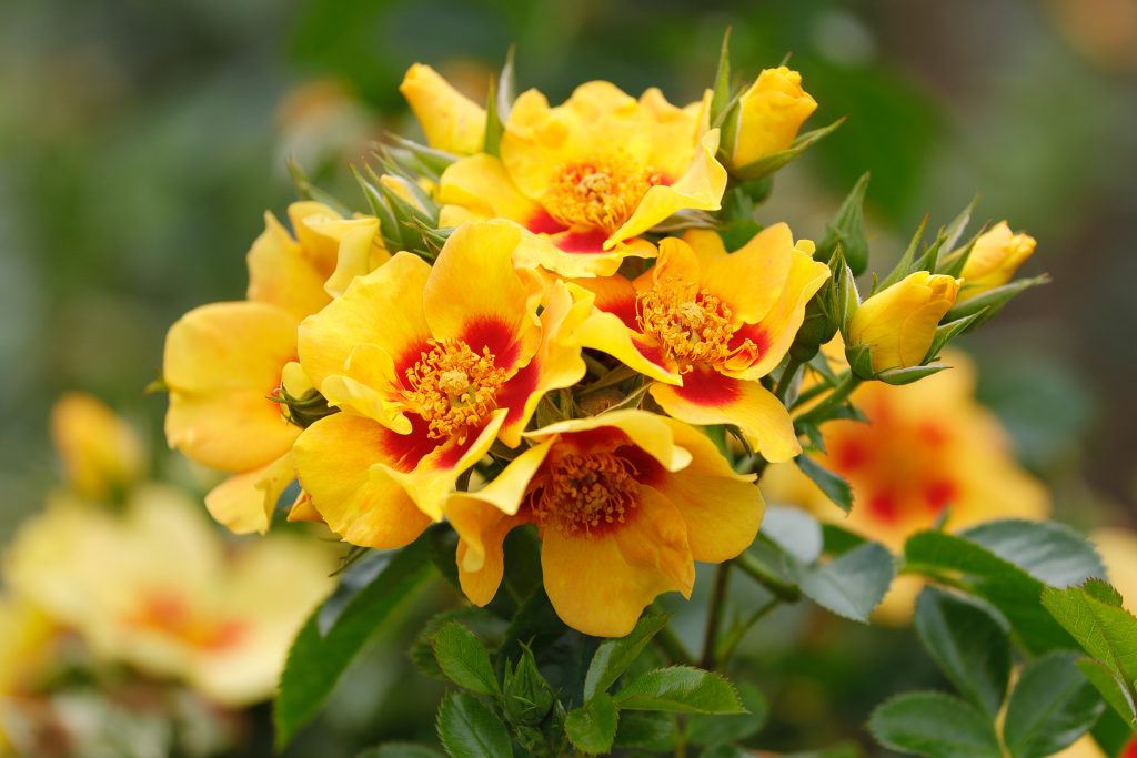 Rosa 'Orienta Milya'