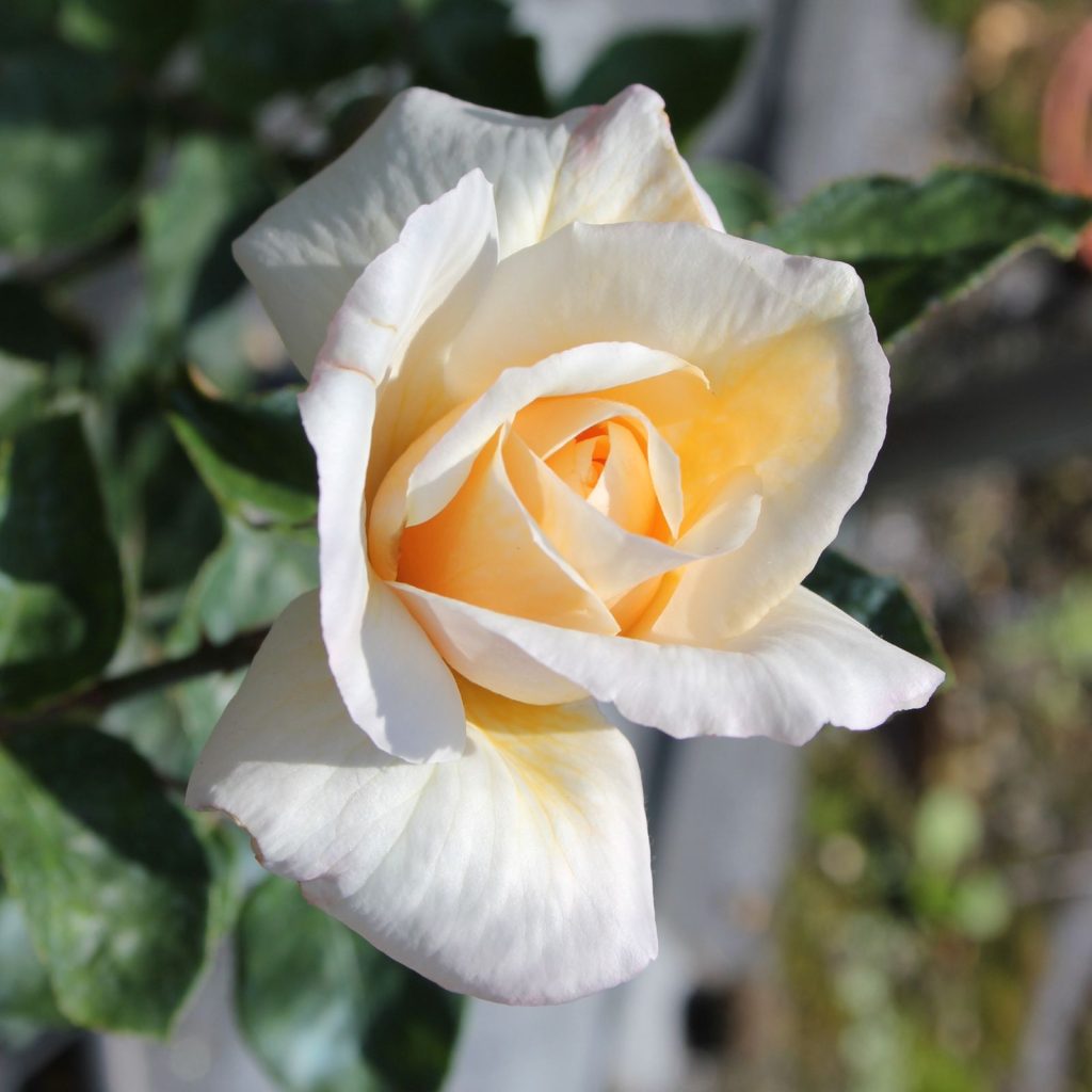 rosa Licia Colò