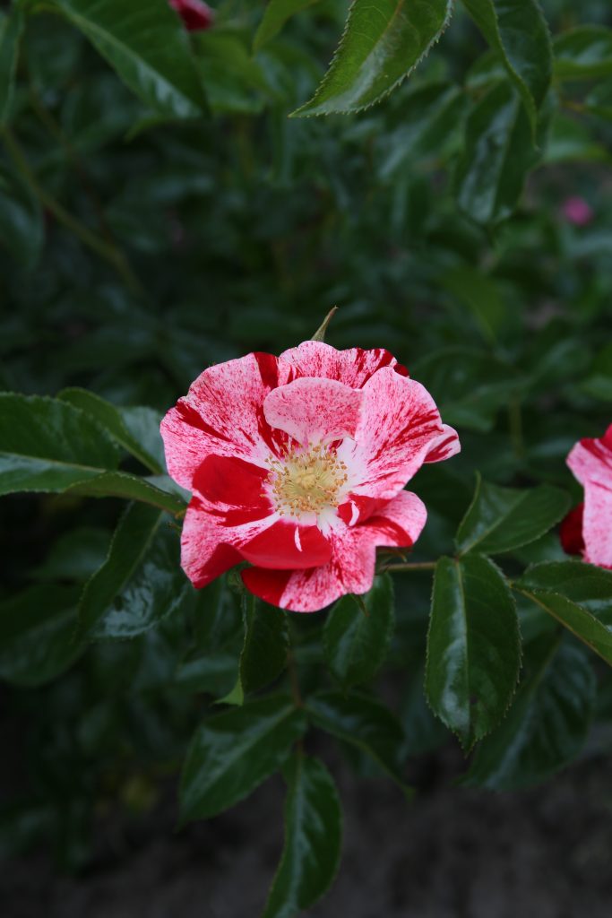 Rosa 'Simbalabim' di Kordes