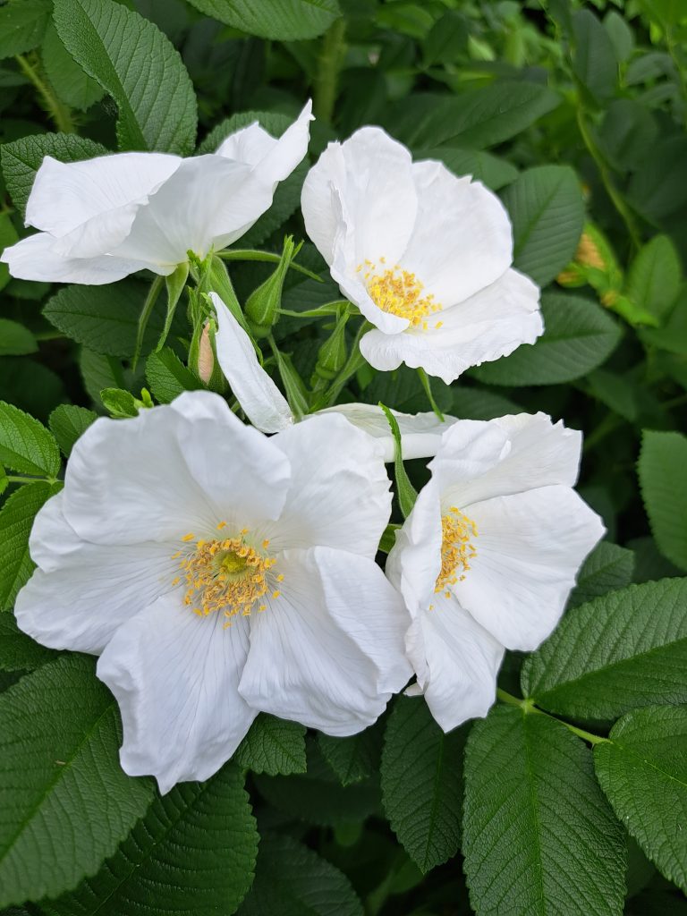 Rosa 'Strandperle Fehmarn'