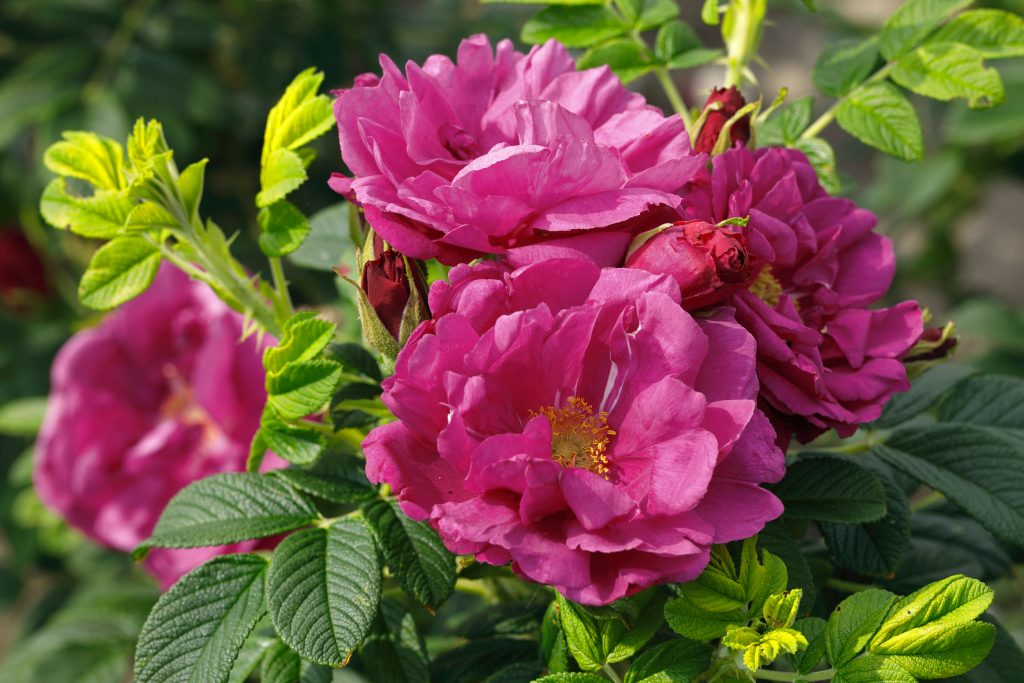 Rosa 'Strandperle Pellworm'
