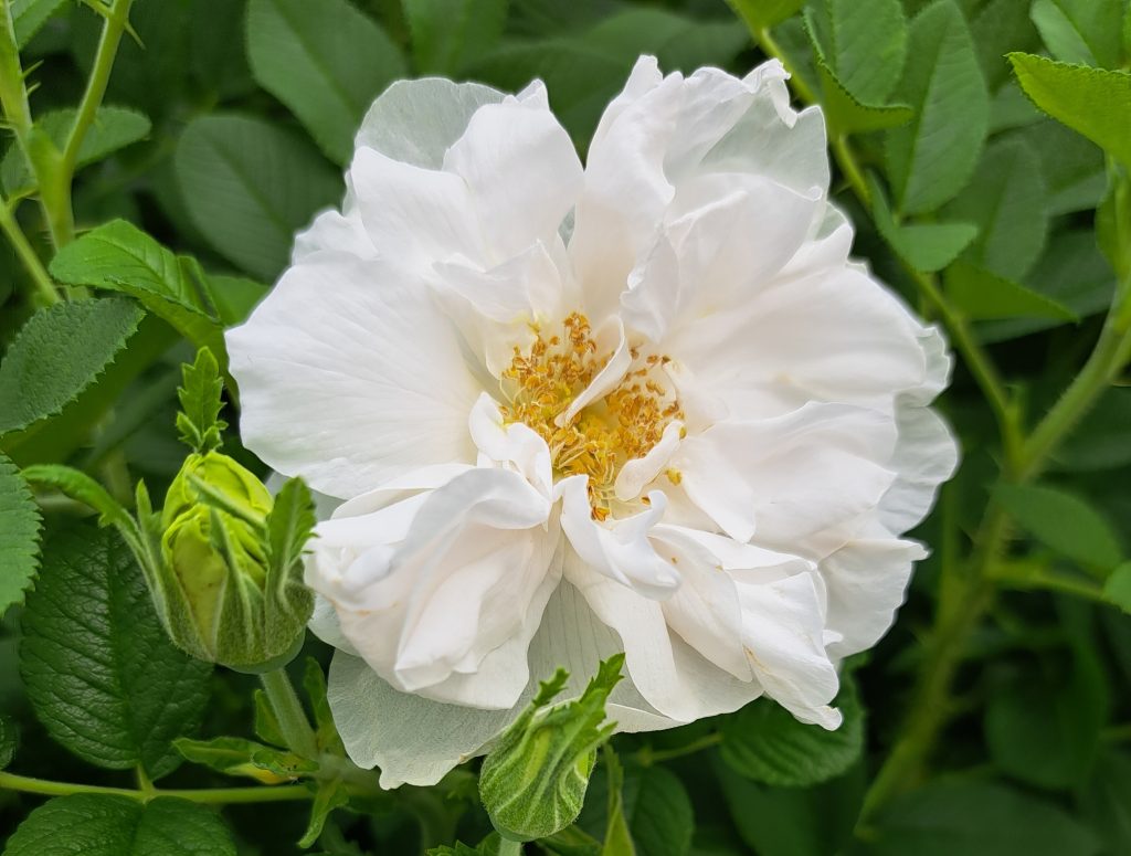 Rosa 'Strandperle Rügen'
