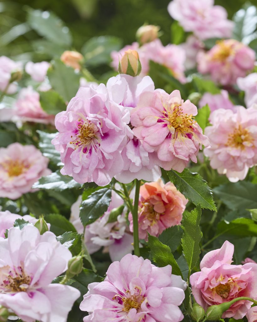 'Amirose' di Kordes