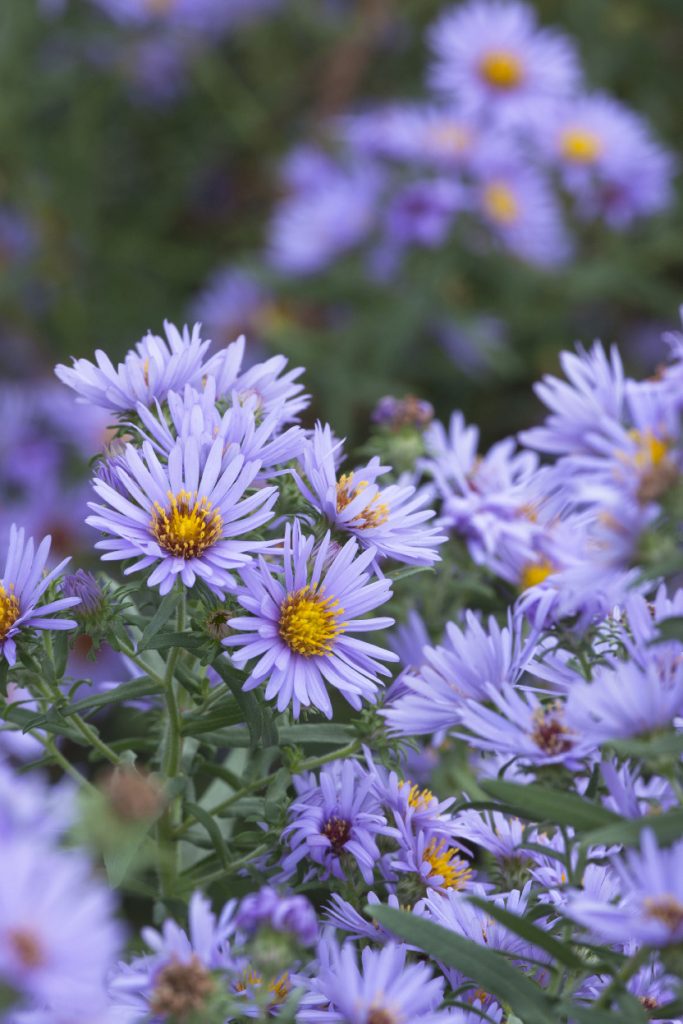 Aster x amethystinus 'Freiburg'