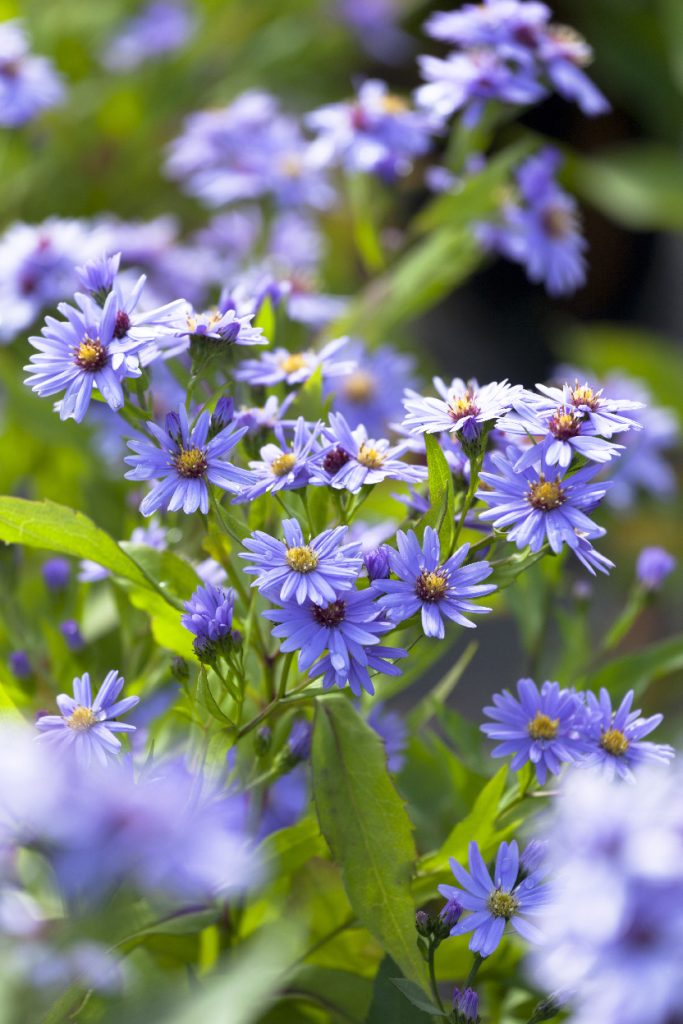 Aster cordifolius 'Blue Heaven'