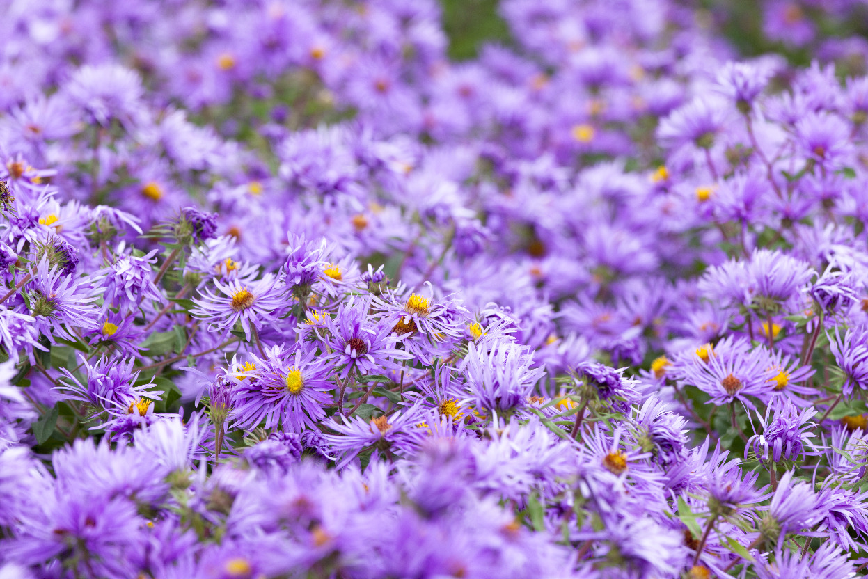 Aster novae angliae 'Barr's Pink'