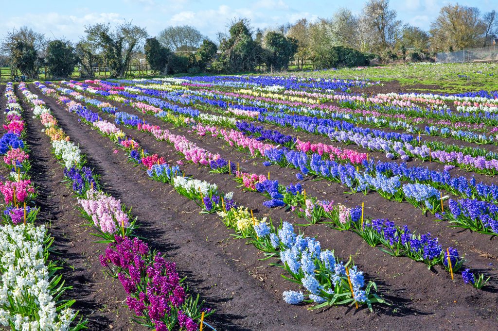 campi di giacinti di diversi colori