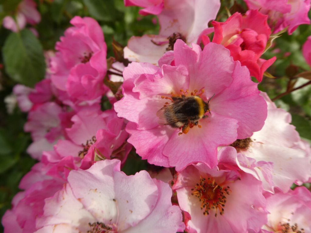 Rosa 'Candy Cloud'