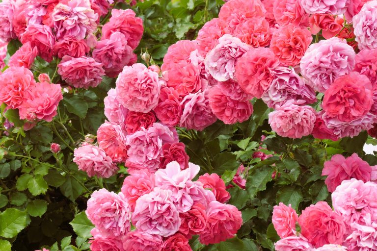 In un giardino, rigogliosi e luminosi cespugli di rose rosa fioriscono in tutto il loro splendore