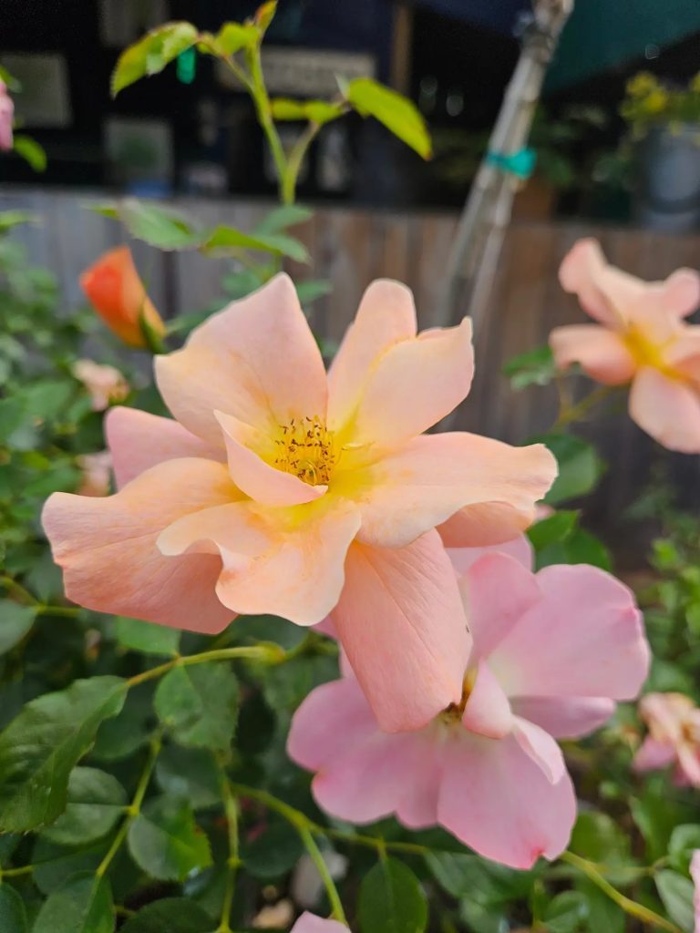 'Chinook Sunrise'