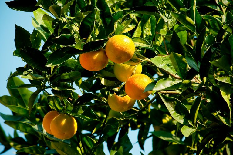 chinotto citrus myrtifolia unsplash