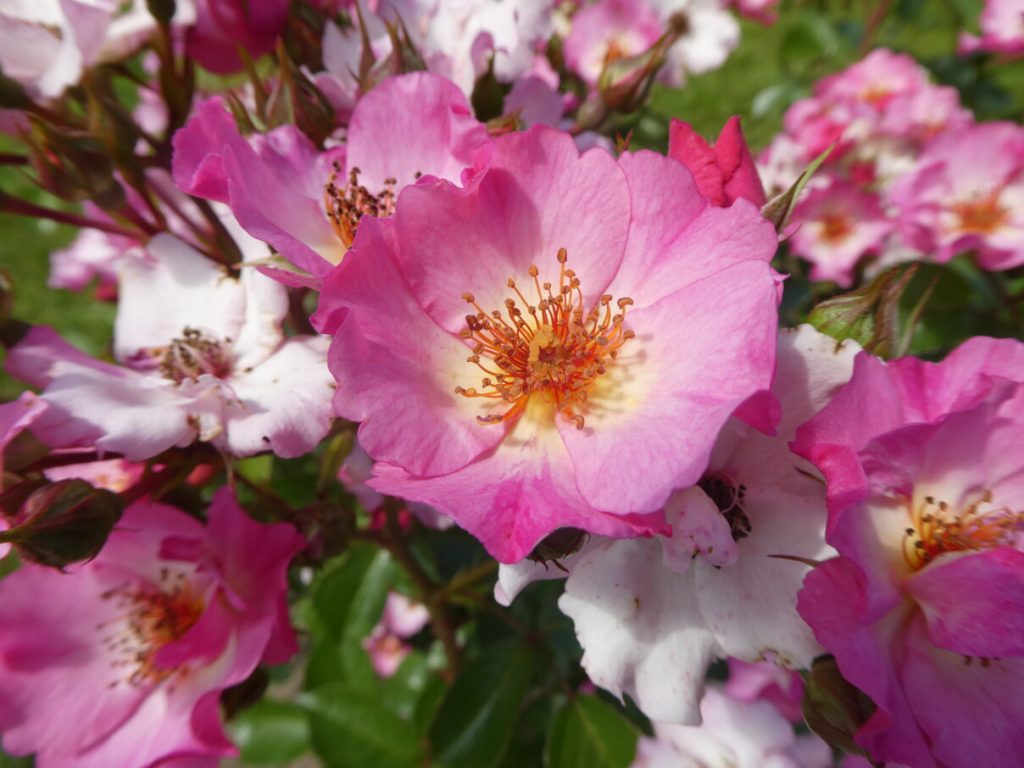 Rosa 'Candy Cloud' di Dräger Rosen