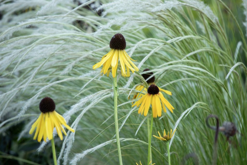 Echinacea paradoxa